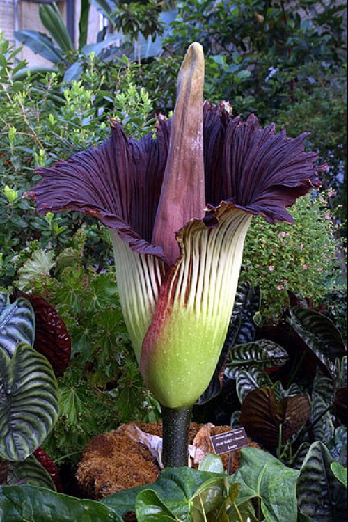 Muve se ne bi složile da smrdi: Amorphophallus titanum
