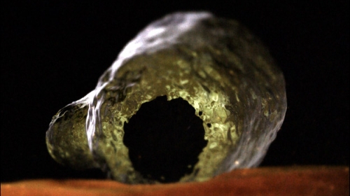 Ameba Naegleria fowleri