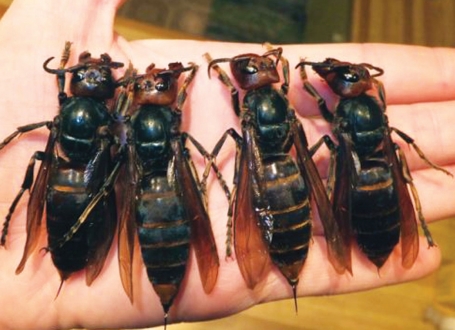 Džinovski insekti kao da su  pobegli iz filma strave i užasa