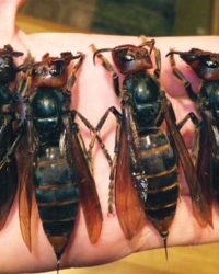Džinovski insekti kao da su  pobegli iz filma strave i užasa
