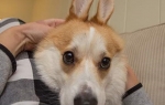 Korgi