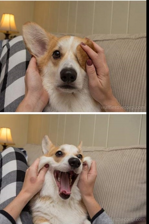 Korgi