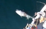 Tuna