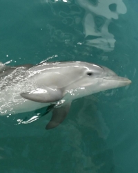 delfin