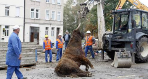 Bik bežao da spase glavu