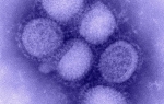 H1N1 Virus