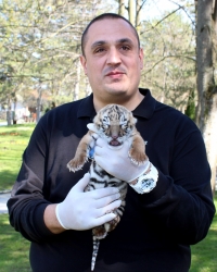 Veterinar Vladimir Jovanović drzi tigrića