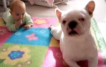 Čas puženja: Buldog Sofi i beba Isabela