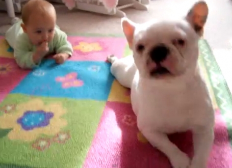 Čas puženja: Buldog Sofi i beba Isabela
