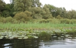 Obedska bara