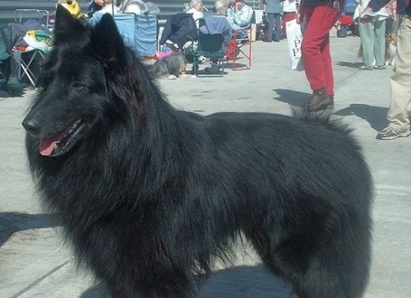 Belgijski ovčar