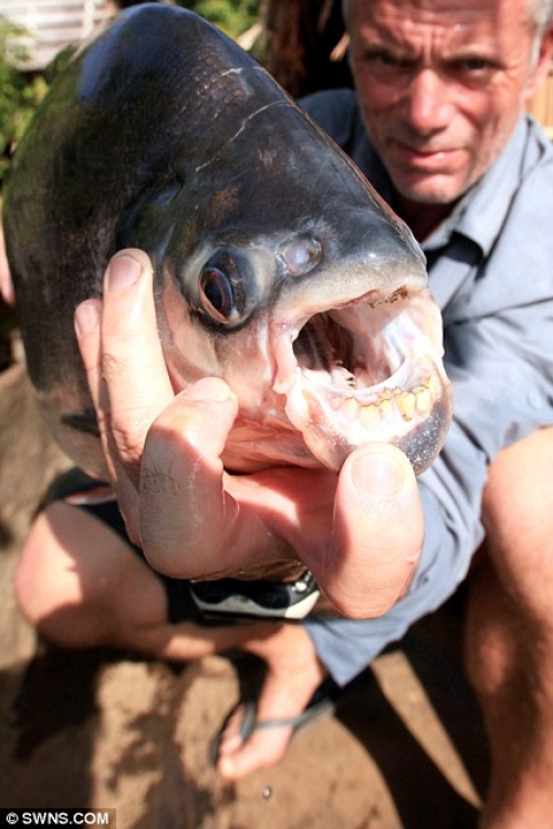 Pacu