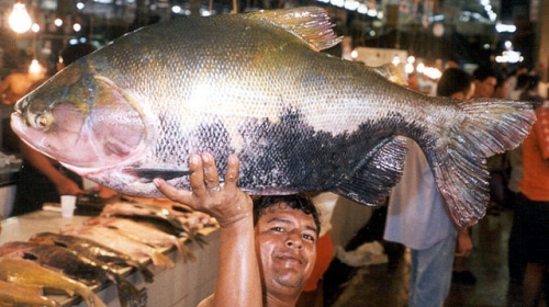Pacu