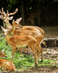 Deer