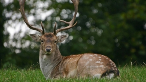 Deer