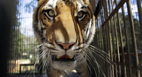 Tigar
