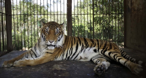 Tigar