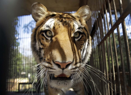 Tigar