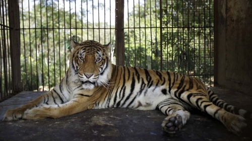 Tigar