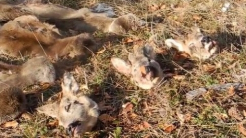 Odrali srne na licu mesta i za sobom ostaivli kože i glave