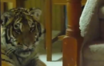 tigar
