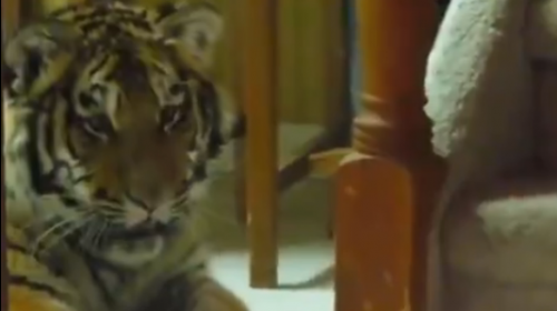 tigar
