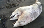 dvoglavi delfin