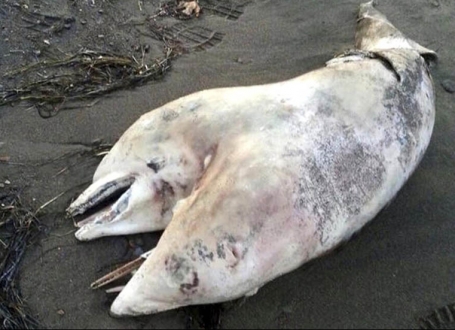 dvoglavi delfin