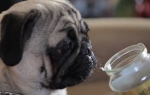 Mops
