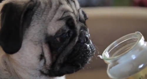Mops