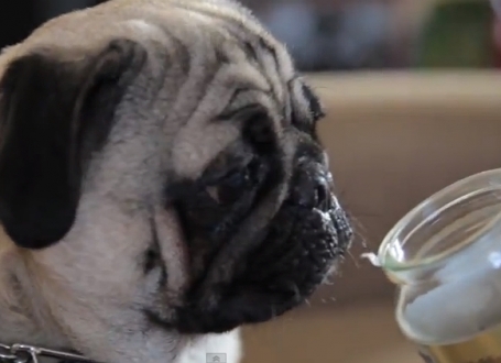 Mops