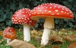Amanita muscaria ili jednostavno gljiva Muhara