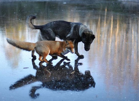 Tini i Snifer / Foto: Torgeir Berge