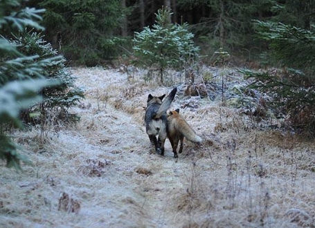Tini i Snifer / Foto: Torgeir Berge