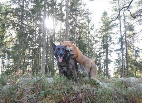 Tini i Snifer / Foto: Torgeir Berge