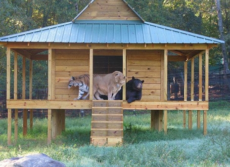Šir Kan, Balu i Leo Foto: Barcroft Media