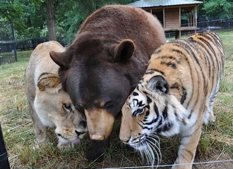 Šir Kan, Balu i Leo Foto: Barcroft Media