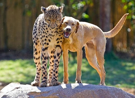 Kasi I Mitani / Foto: Busch Gardens Tampa