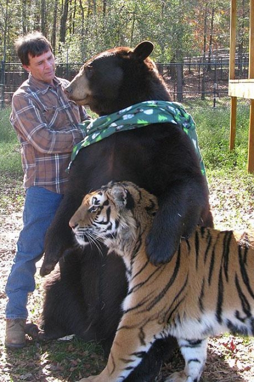 Šir Kan, Balu i Leo Foto: Barcroft Media