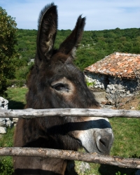Magarac
