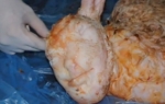 JAGNJE