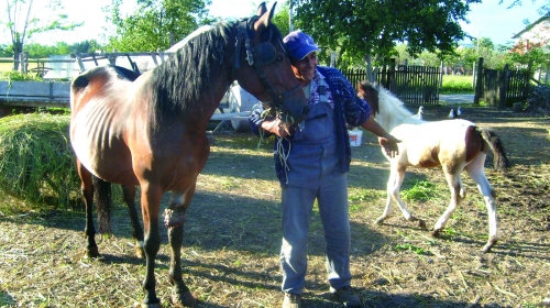 Dragoslav Anđelković