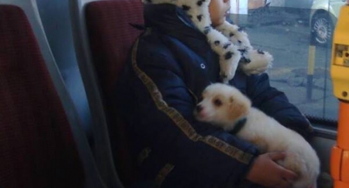Neverovatni prizori iz GSP-a / Foto:  Uživo iz beogradskih tramvaja i buseva | Foto: 