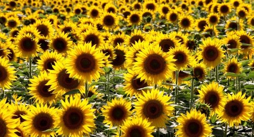 Suncokret: ima ga koliko god hoćeš