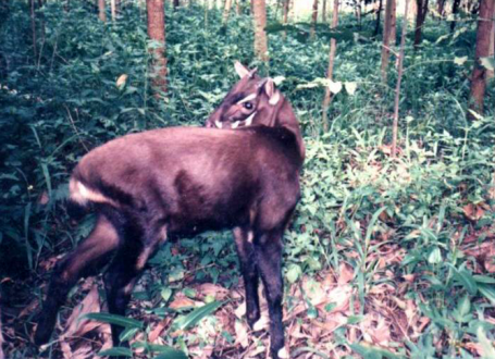 Saola