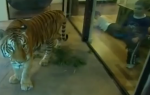 Tigar se šeta po hotelu