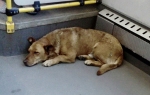 Redovno se vozi  bez Bus plusa