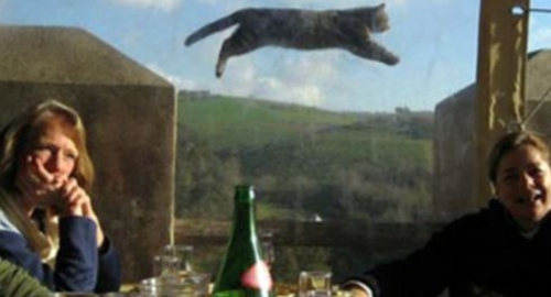 Urnebesne životinje