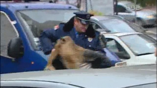 Policijska brutalnost