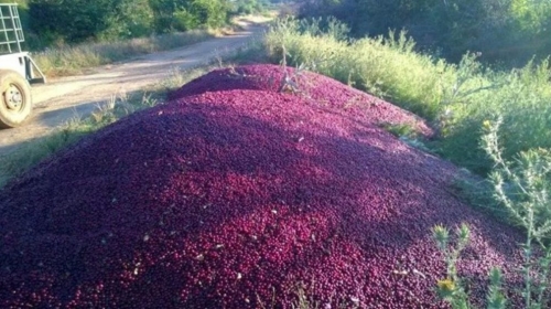 Višnje